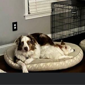 Milo and Maggie: Australian Shepards